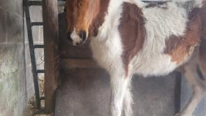 Little Sweetie found in a ‘graveyard of bones’ in Tipperary
