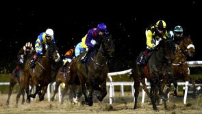 RACING: Tips and analysis for this evening's card at Dundalk 