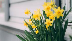 Daffodil Day makes welcome return to the streets of Tipperary