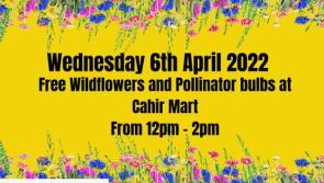 Free wildflowers available at Cahir Mart