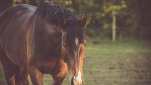 Presentation Thurles equestrian team place third in Newbridge