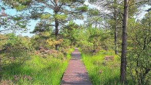 Tipperary walking club to take a three-hour walk through bogland