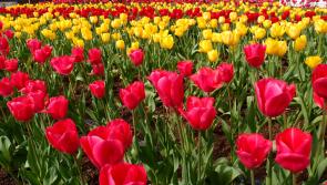 Clonmel Flower Club members are preparing for monthly meeting