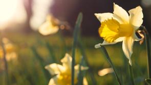 Mullinahone raise over €3,500 at Daffodil Day 5K