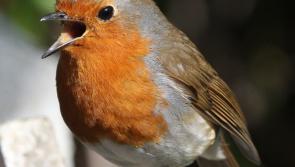 Dawn Chorus event for Holycross this weekend
