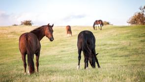 Tipperary TD supports the recommendations of My Lovely Horse Rescue