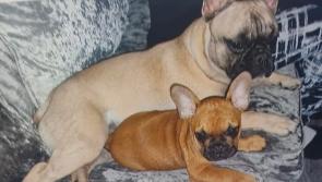 Gardaí appeal for information on two dogs missing from the Tipperary Town area