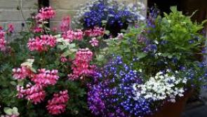 Members of flower club in Tipperary are looking forward to monthly meeting