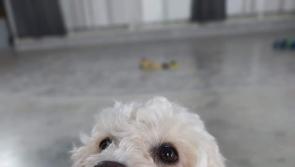 ‘Four or five rescues in the last two weeks have closed their doors’ - The Haven Rescue
