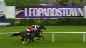 RACING: Your guide to Thursday’s action at Leopardstown 