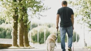 Irish Guide Dogs for the Blind need puppy raisers in Tipperary