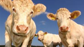 Agree to disagree: Tipperary TD and climate scientist clash on sustainability claim