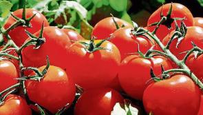 IFA warns of shortage of fruit and vegetables due to rising fuel costs 