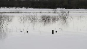Tipperary's callows: Call to manage water levels on Shannon to prevent flooding