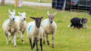Minister fails to back Tipperary sheep farmers in the Budget - Comiskey