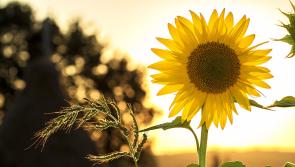 The Kingstown charity sunflower field opens in Cashel this Saturday