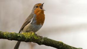 Bird Survey Project in Cloughjordan to be introduced at walk and talk this evening
