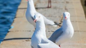 Warning issued to public over 'aggressive' pest birds