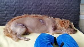 Animal charity urges Irish people to foster unwanted dogs after 'horrific' abuse case