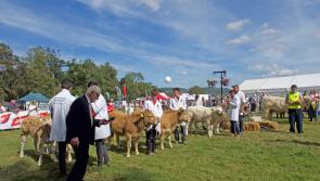 Record crowd enjoyed Iverk Agricultural Show's triumphant return 