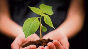 Horticulture growers to receive up to €100,000 each in exceptional payment scheme
