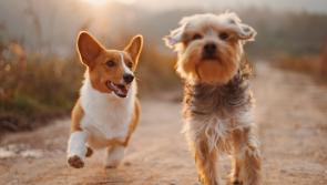 This Tipperary dog show promises to be a great family day out next Sunday