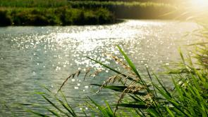 Thurles councillor calls for clean up on the Suir riverside