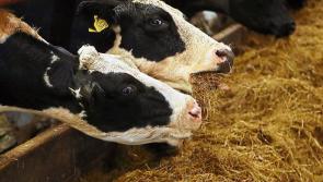 €30 million Fodder Support Scheme launched to help farm families