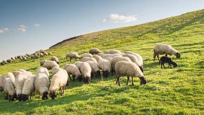 GRAPHIC CONTENT: Tipperary councillor issues plea to public as multiple sheep attacked 