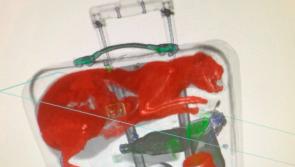 'Cat&rsquo;s out of the bag' - Airport security staff spot pet inside a suitcase