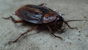 Warning issued to Tipperary public over threat of cockroaches during cold weather