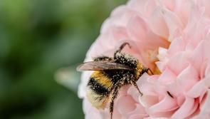 WILDFLOWER POWER: Here is some of what Tipperary communities did to promote biodiversity this year