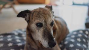The pressure is on for Tipperary’s dogs this Christmas