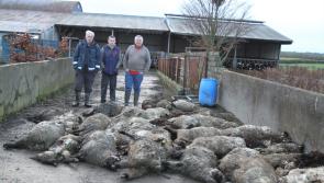 Tipp sheep kill 'like something out of a horror film' after being savagely attacked by dogs 
