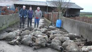 Tipperary council puts pressure on Government to reform dog laws in wake of sheep kills 