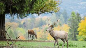 Revealed: Thousands of wild deer culled in Tipperary, new figures show