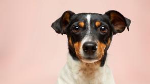 Tipperary animal rescue to host adoption day next weekend
