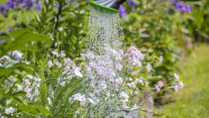 Think spring with Refresh Thurles Tidy Towns