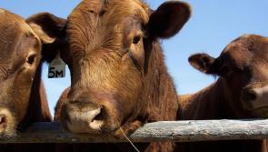CONGRATULATIONS: Thurles students qualify for the Irish Angus Beef National Competition final