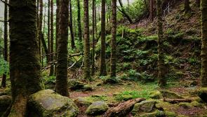 &lsquo;Forestry is a law unto themselves,&rsquo; councillors express anger at damage to Tipperary roads