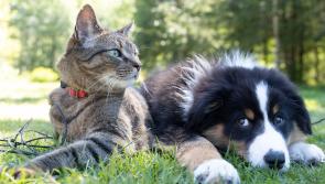 Thurles  students learn all about caring for their four-legged friends from local animal shelter