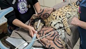 'Cocaine Cat' will live at zoo after escaping owner