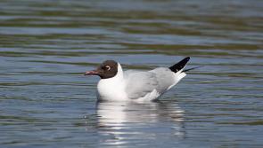 BIRD FLU: Tipperary public alerted after disease found in dead birds on Lough Derg