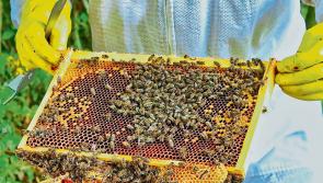 South Tipperary Beekeepers Association beginners' course starts this weekend 