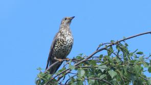Another interesting day out for dawn chorus enthusiasts in Tipperary
