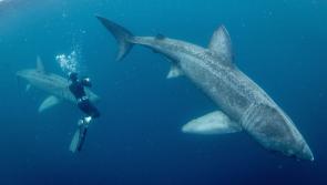 New underwater series featuring extraordinary footage by Irish cameraman to air on RTÉ
