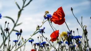 Biodiversity Week to be marked in Tipperary with a fantastic array of local events