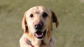 Tipperary TD highlights the need for greater support for dog rescues