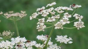 Tipperary County Council have started recruitment for this highly anticipated role