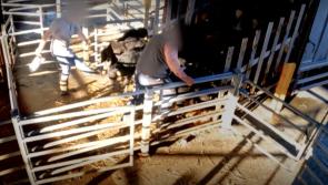SHOCKING undercover footage from Irish marts to be broadcast in new RTÉ programme